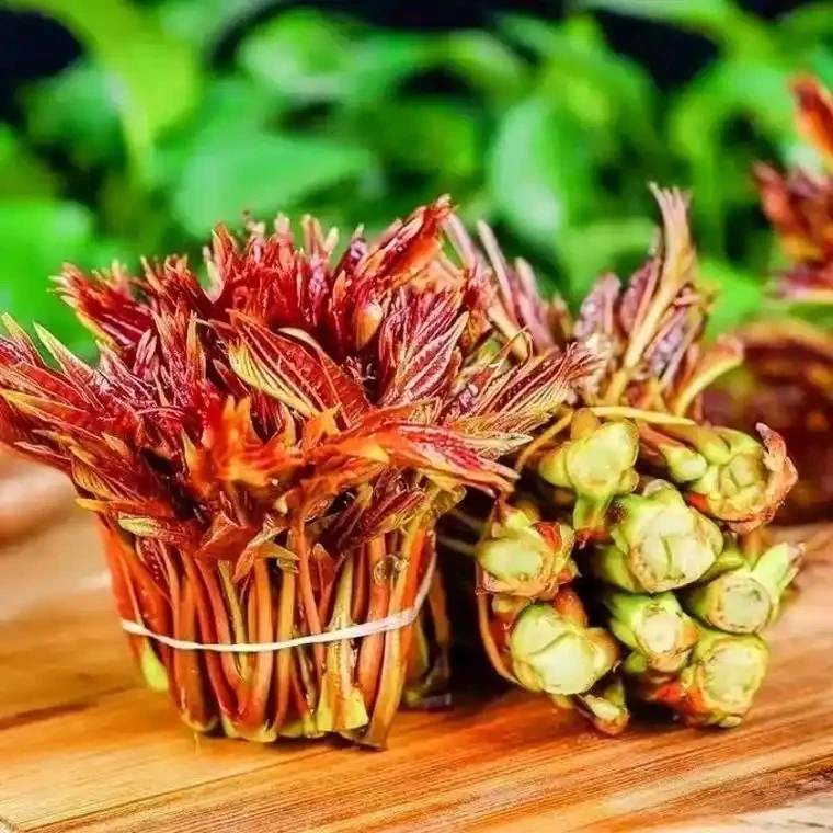 四川筠连香椿芽新鲜春天椿颠