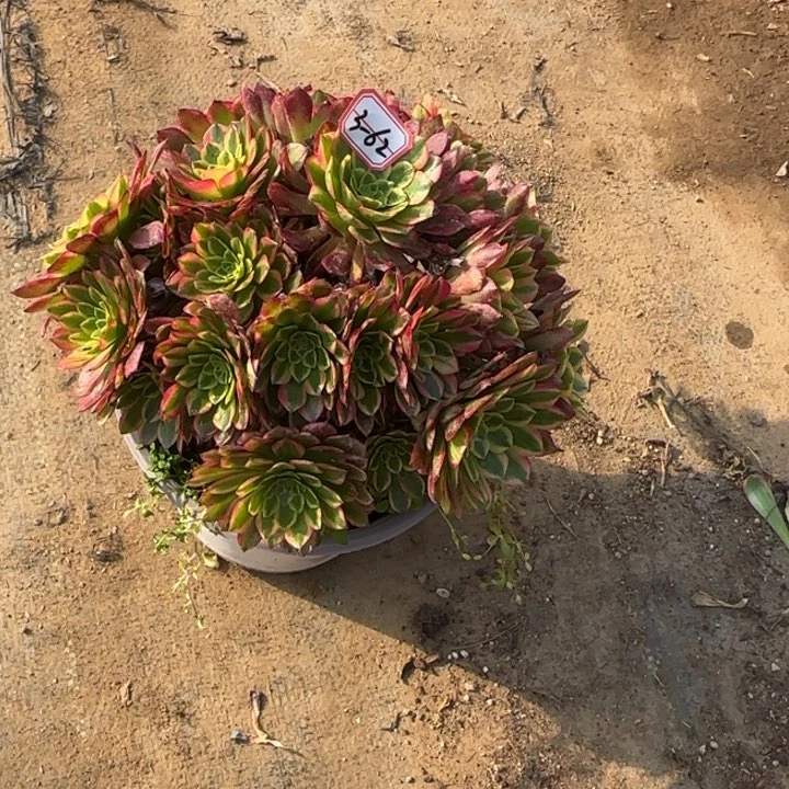 3-62朝霞朵朵多肉植物