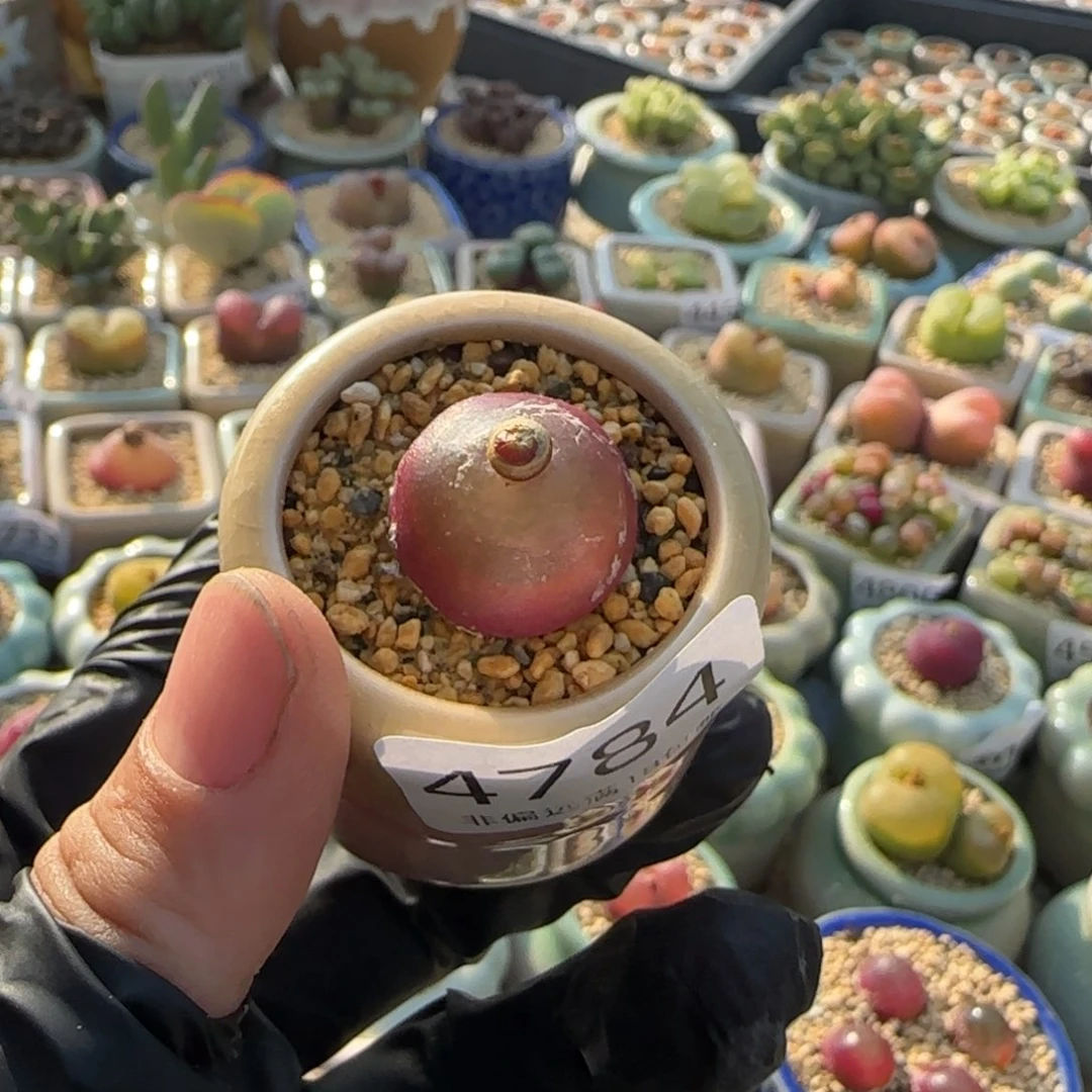 加****4784-一物一拍 带盆