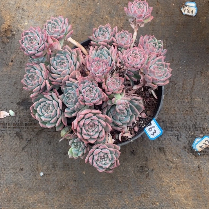 763霜花 一物一拍多肉