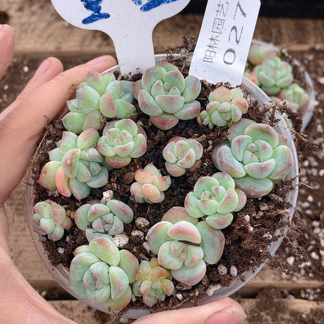 量拍多肉植物多肉植物27