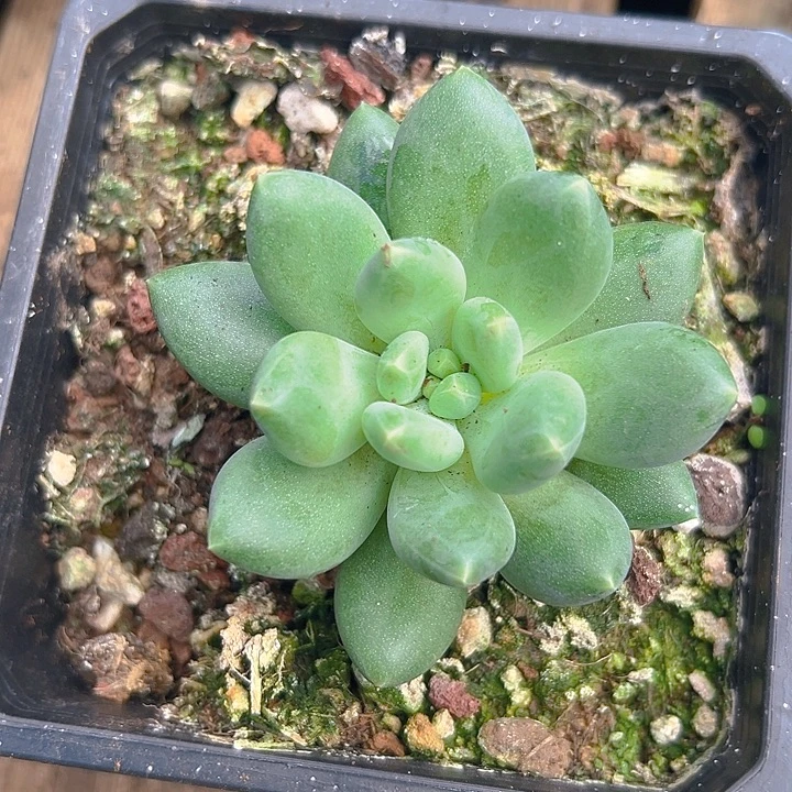 P***美人一物一拍 福利特美人