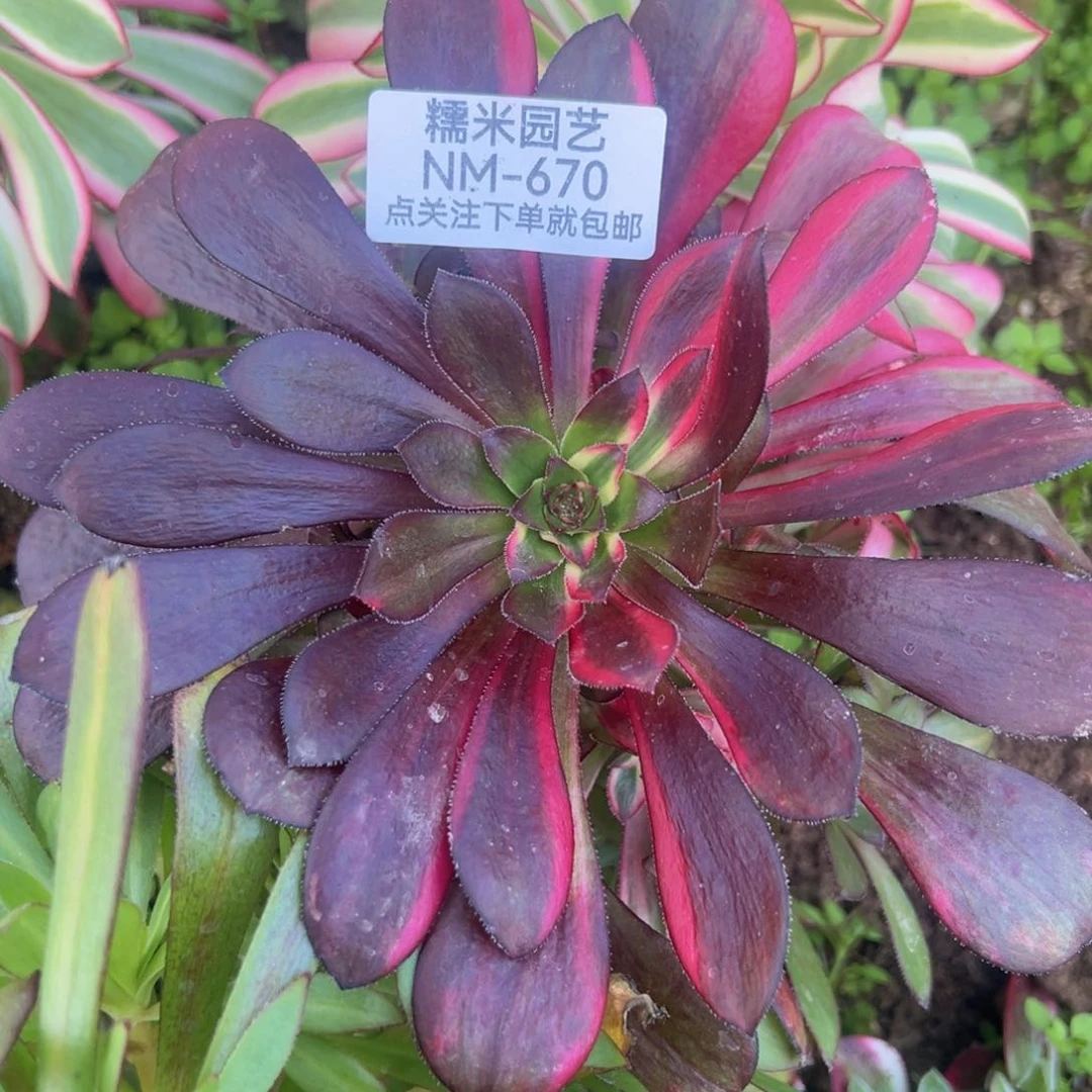 花蝴蝶多肉植物手捧670