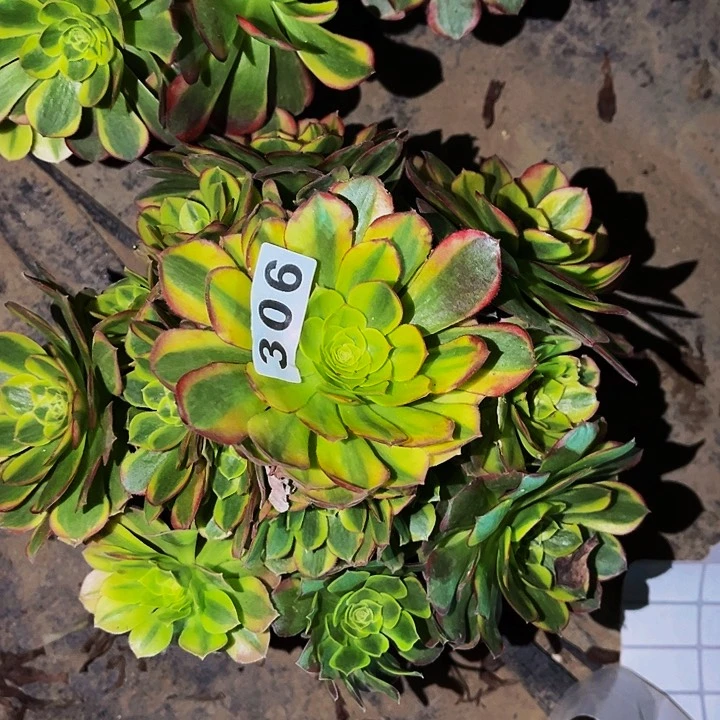 306奶白多肉植物