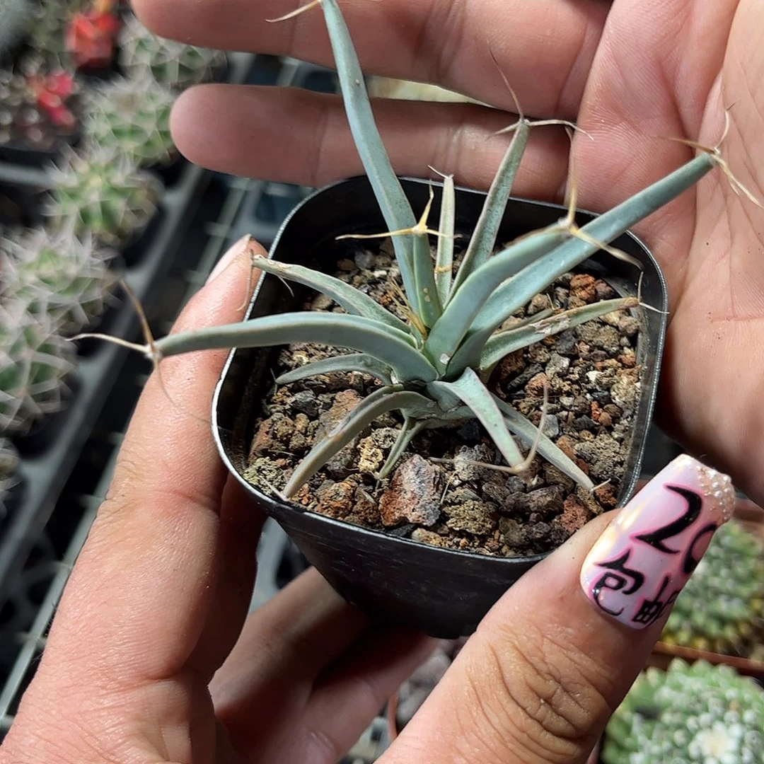 光山单头发货单头发货