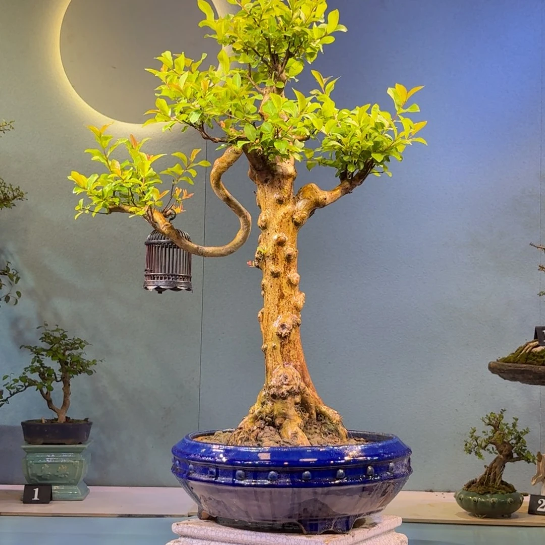 草***驹无花朵紫薇盆景一物一拍