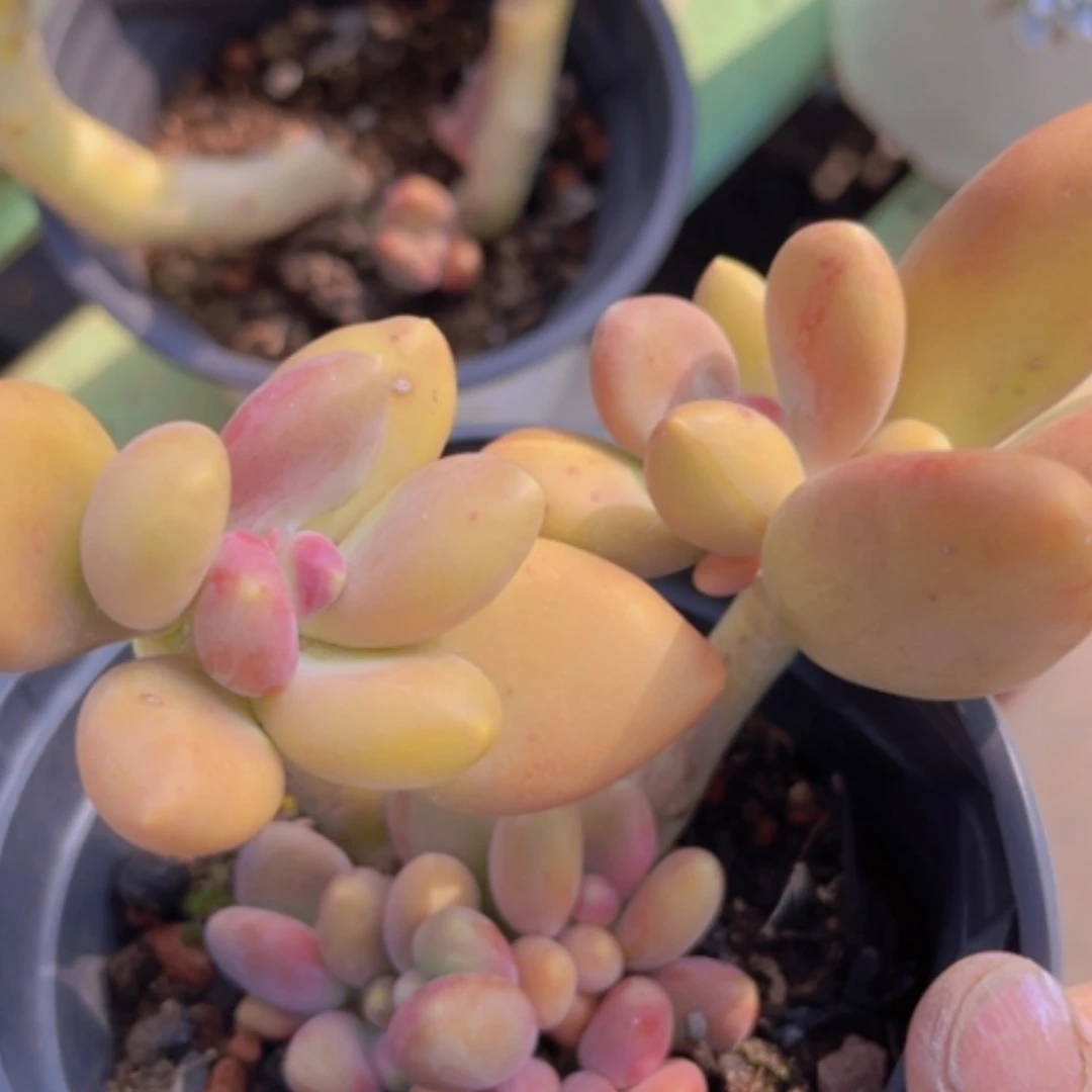 【闪购商品】芒果奶13139