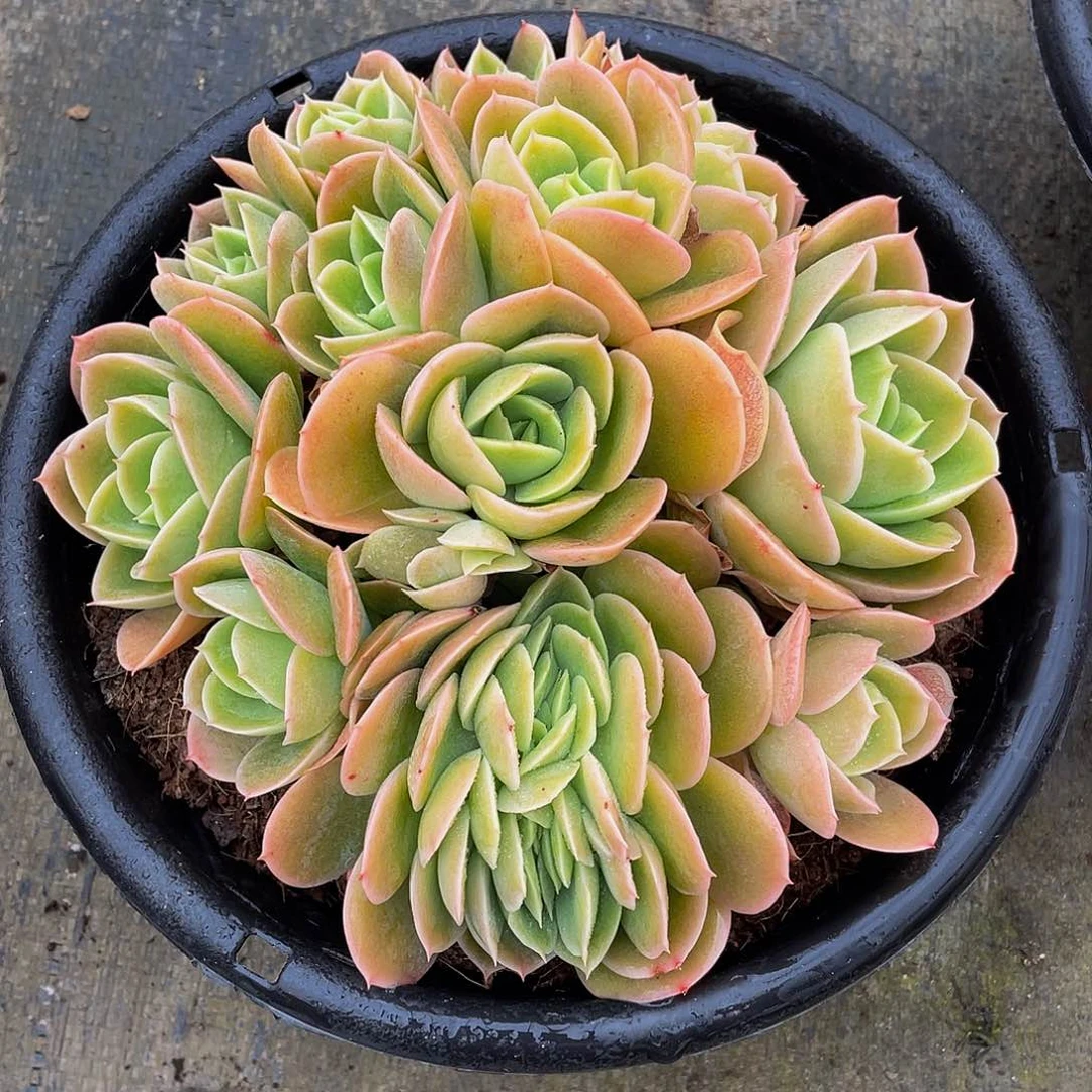 夏*辛纳塔多肉植物缀