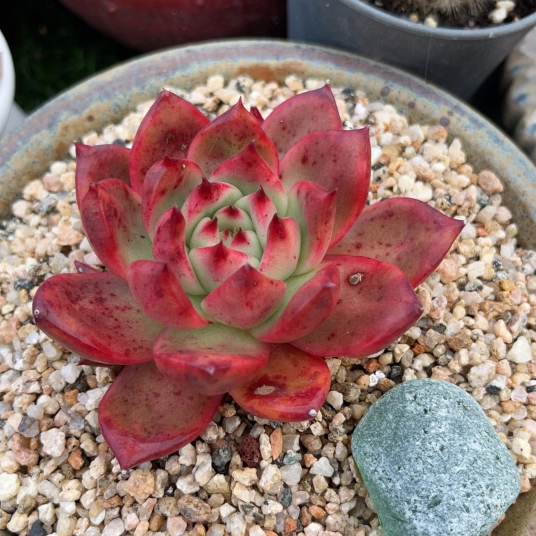 多肉植物一物一拍