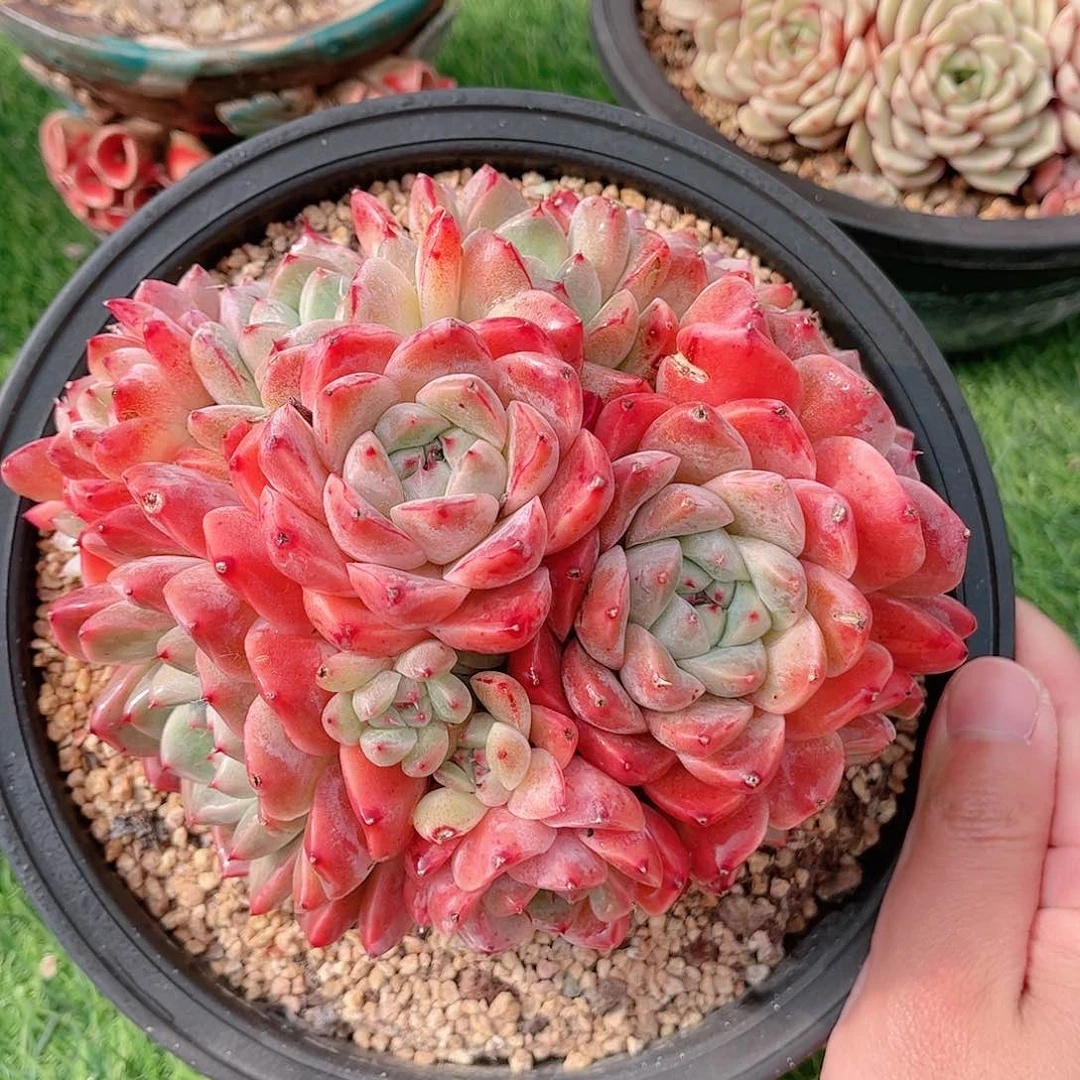 如梦令带盆自然群多肉