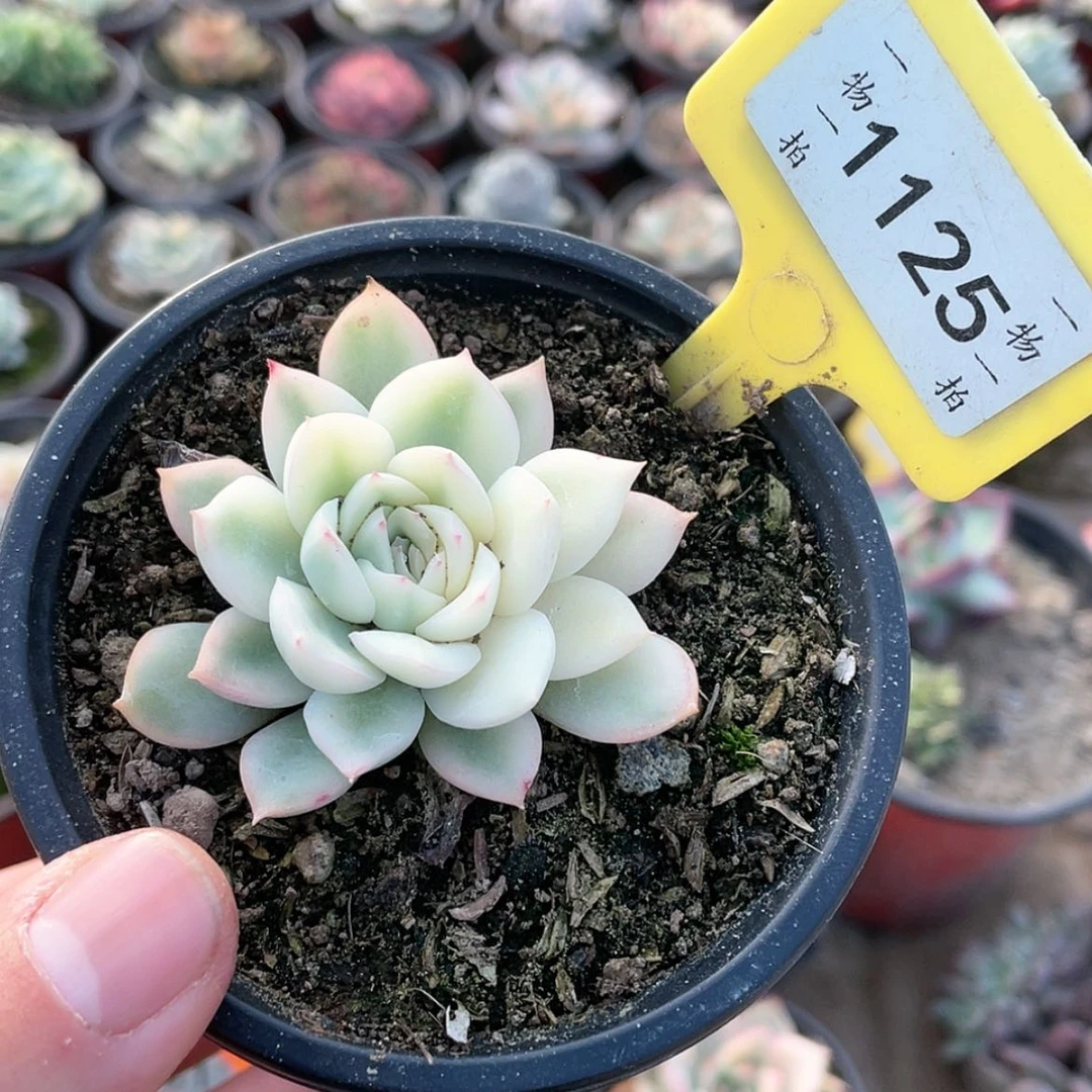 【闪购商品】1125号