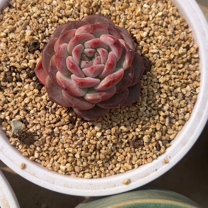 冰魄 单头 夏鸣园艺