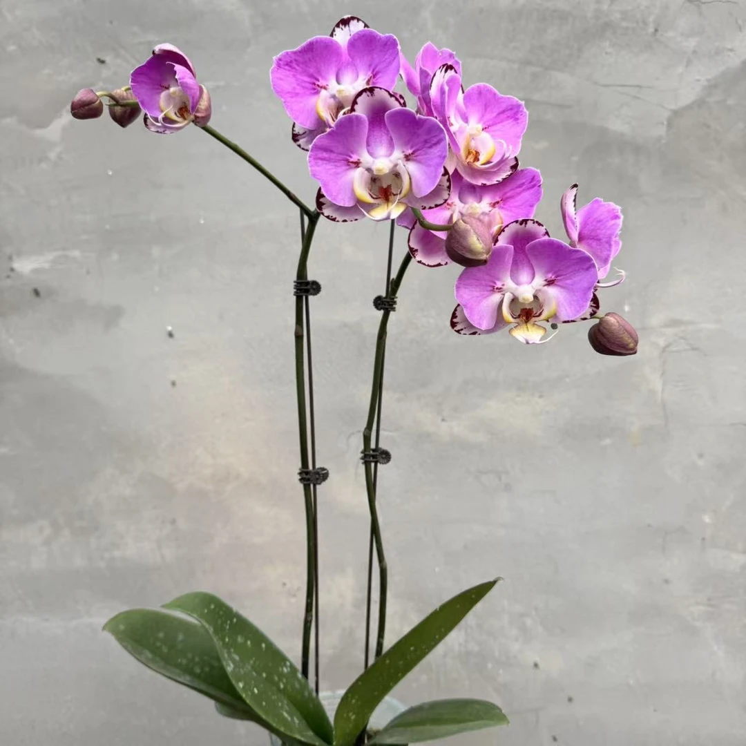 兰博花卉【蝙蝠侠】3.5寸微瑕双梗带花发货