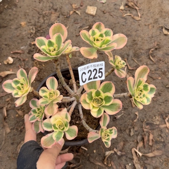 艳姿锦……多肉植物……