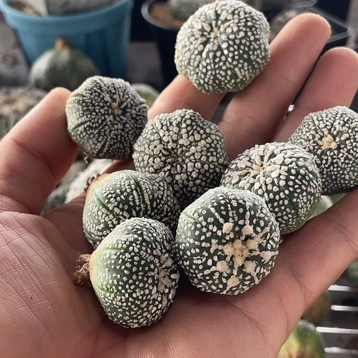 无花朵奇迹兜兜转转八个