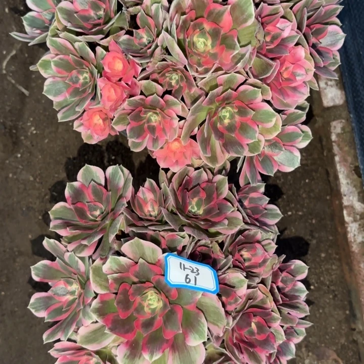 两颗粉体女巫多肉法师不包损61