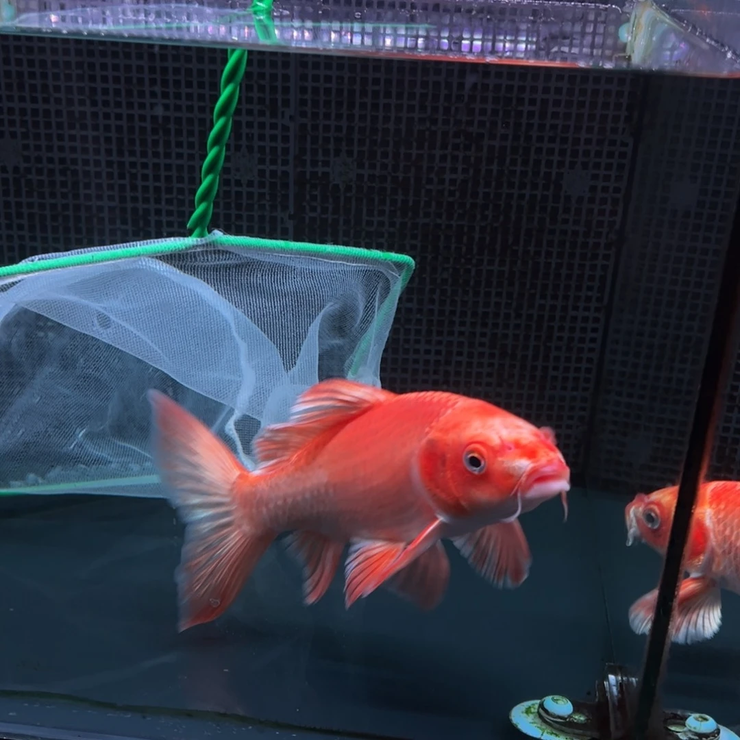 海水鱼新****案h h h h h h h h h