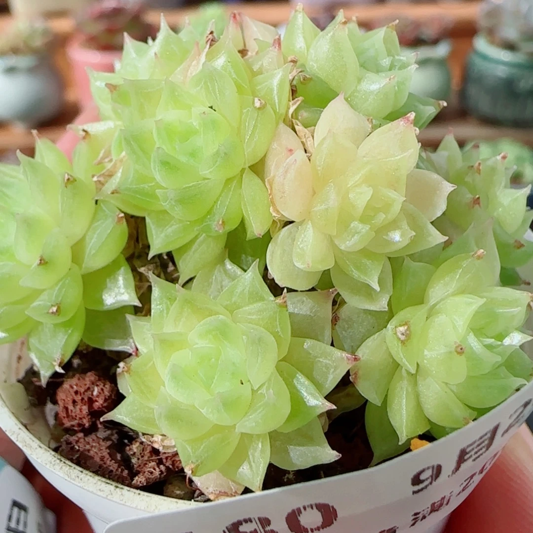 花语逸镜0928-180散