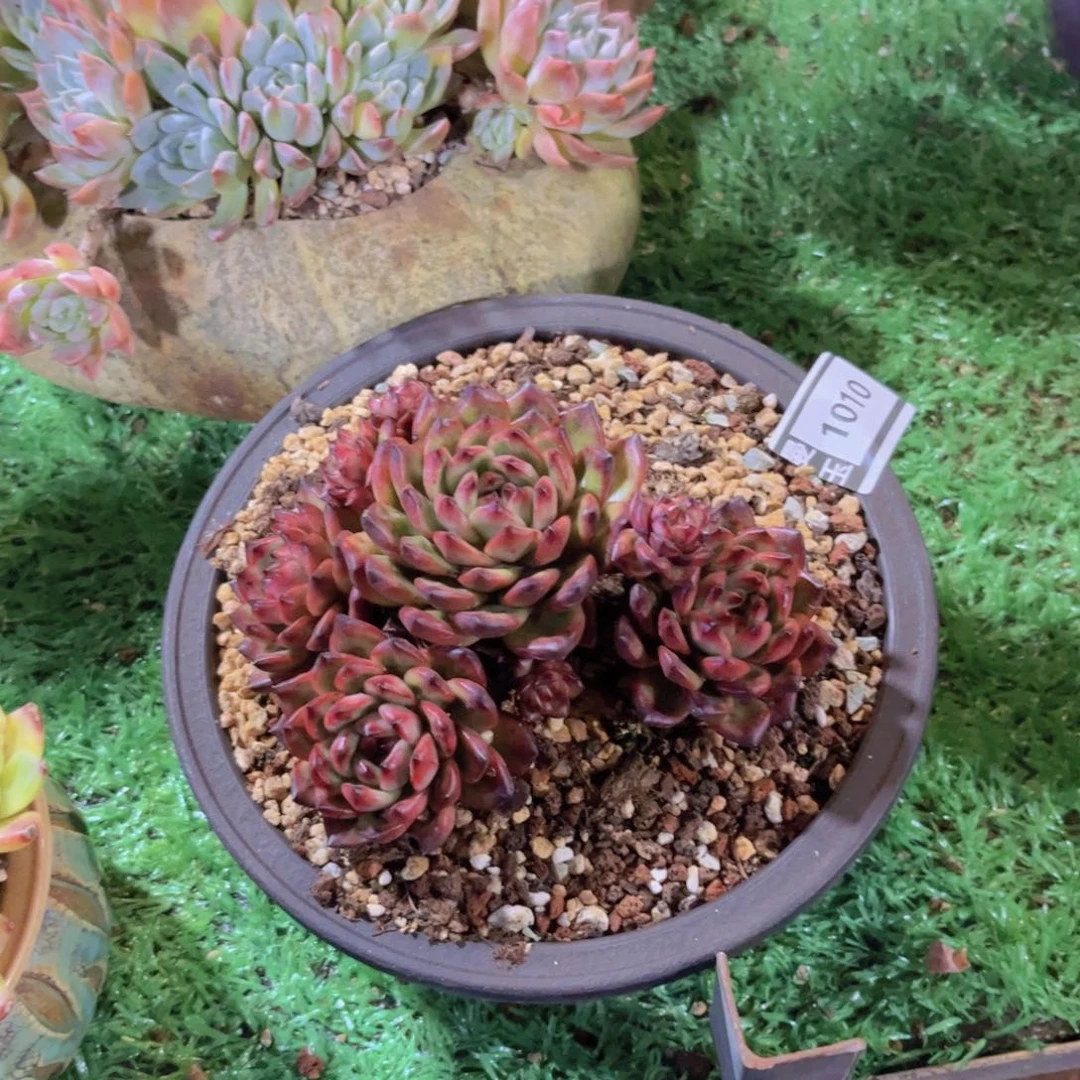 TM多肉多肉植物1010