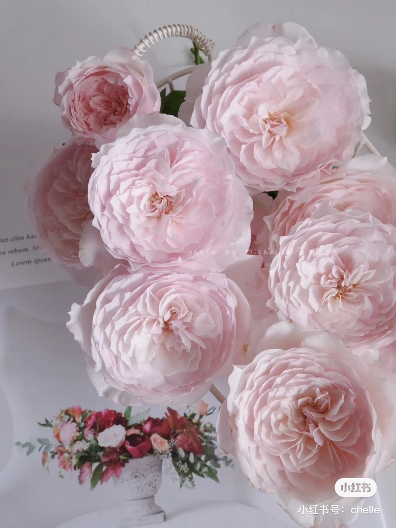 【玫瑰】日和 任三单顺丰空运包邮鲜切花家居花店插花