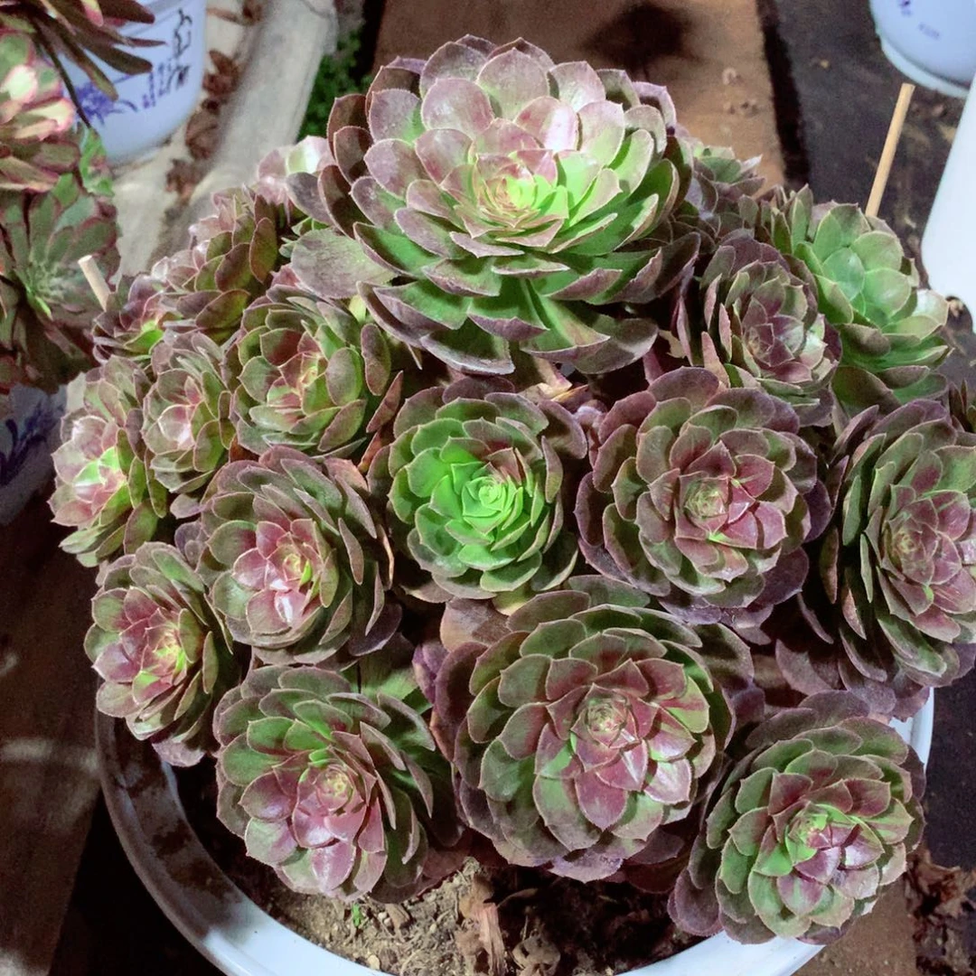 忘***花花月夜福利，多肉植物