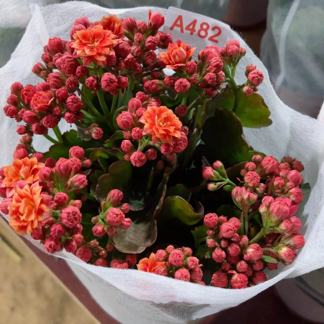 A482牛顿复色长寿花一颗