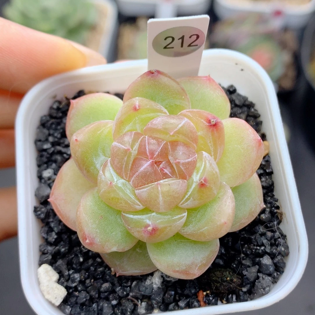 58包邮  群生不包整212