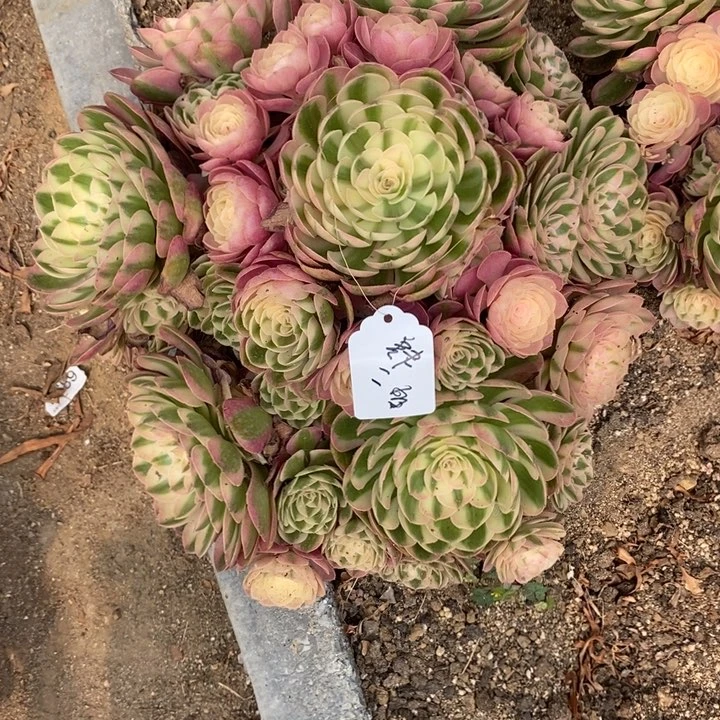 肆***一寄养大荔枝多肉植物