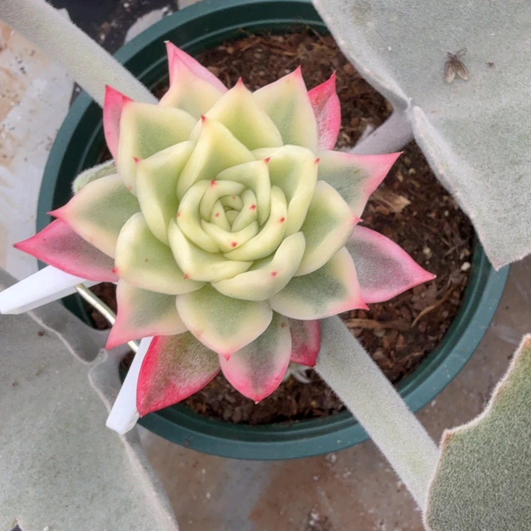 金蝉锦锦上园艺一物一拍