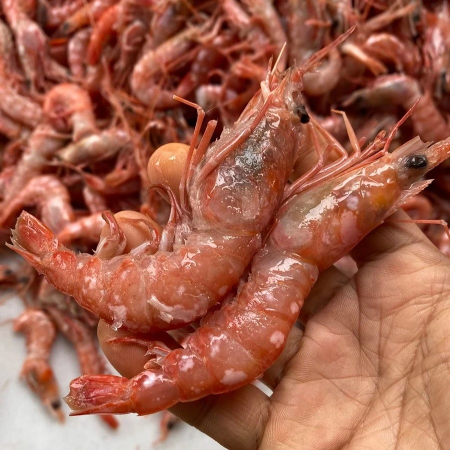 xiebibo/蟹必剥台州野生海捕大红虾红落头台湾红海虾可剥虾仁顺丰