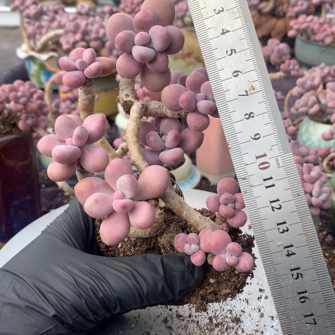 2颗不带盆偏远的不包邮的散