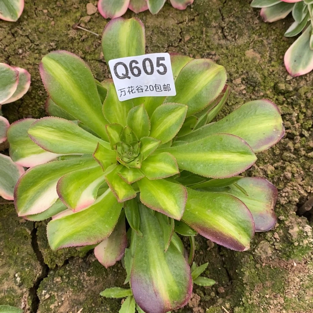 605绍修中斑多肉植物