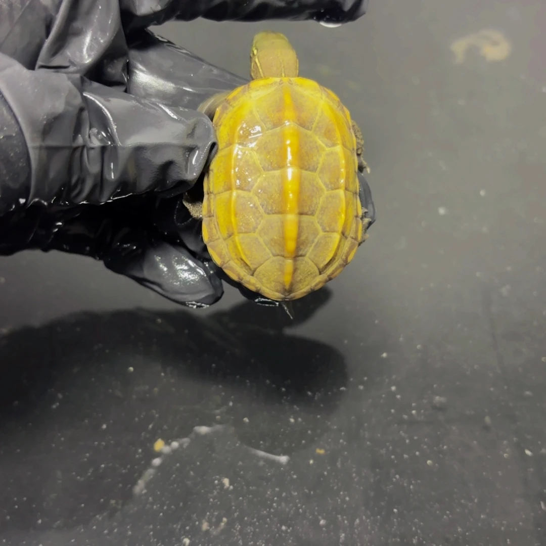 中华花龟母极品江西田黄