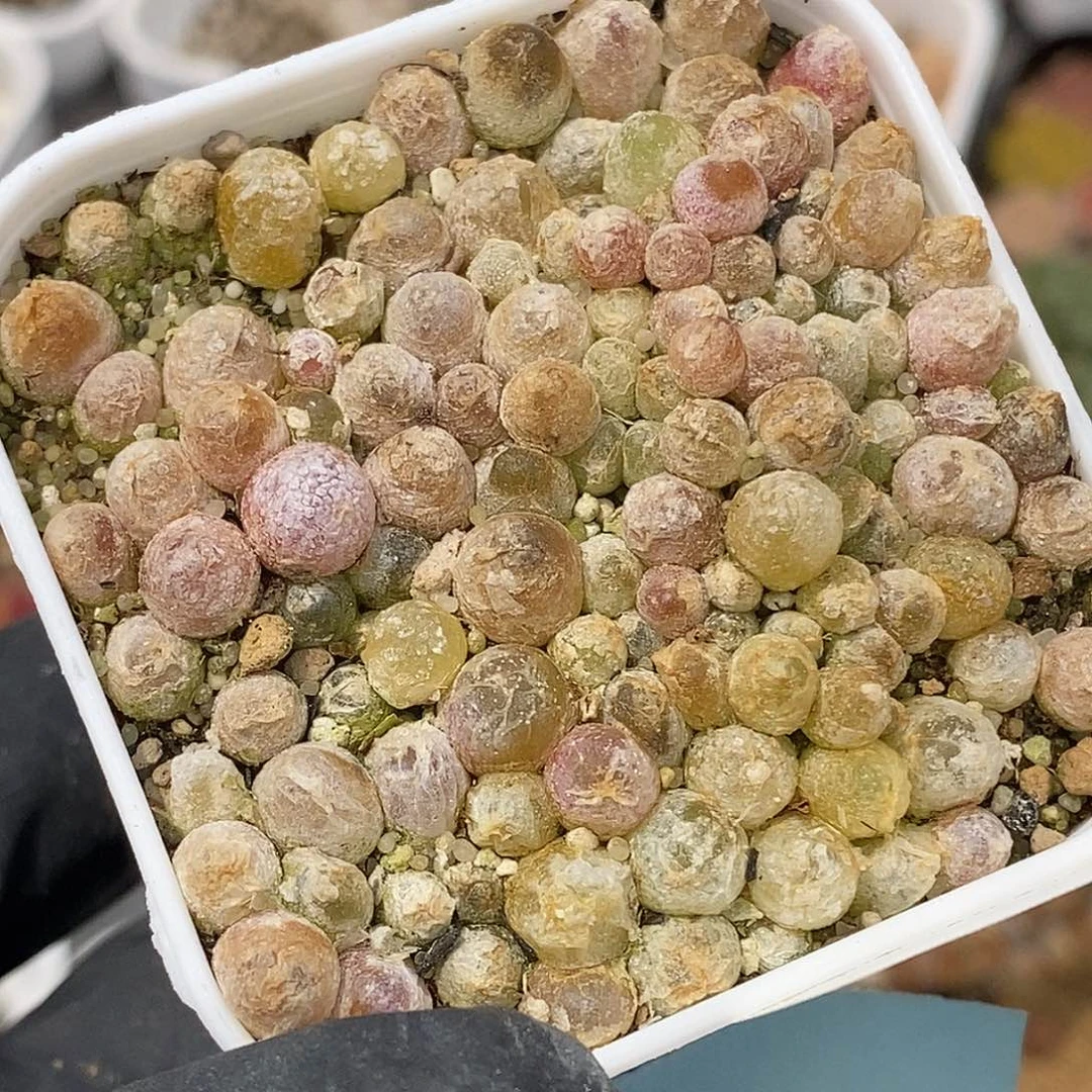 桃喜花园0513/41灯泡