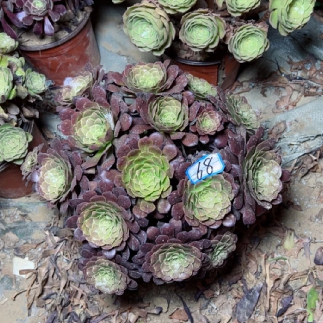 【闪购商品】多肉植物红铜68