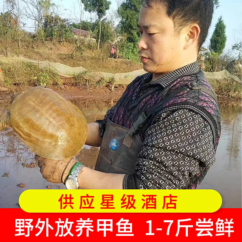 四川鑫甲直发生态甲鱼 鱼塘散养冷水包邮