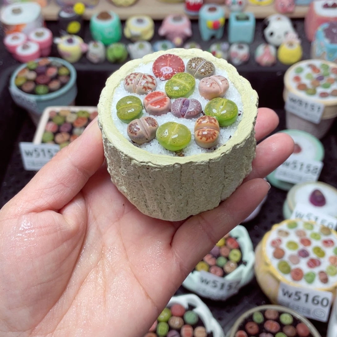 w5168 带盆土发货-零下地区拍保温箱