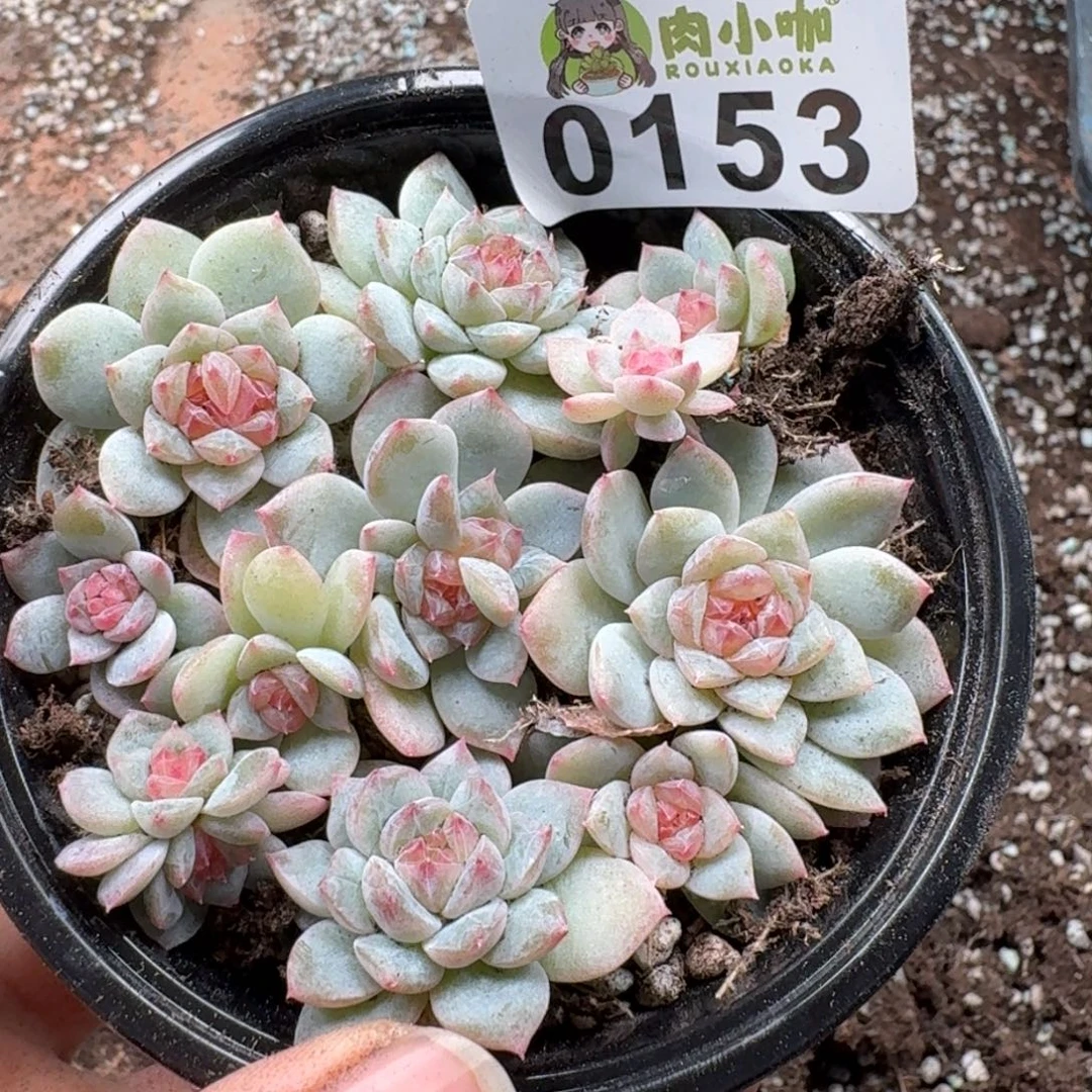 多肉植物多肉植物