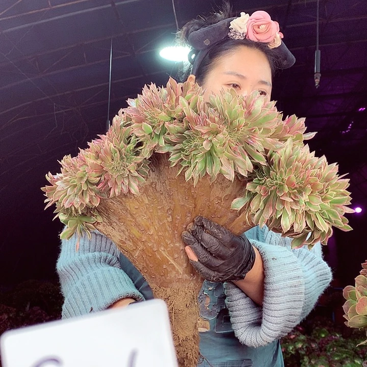 柒柒精品多肉脱土发货不包断侧枝S125