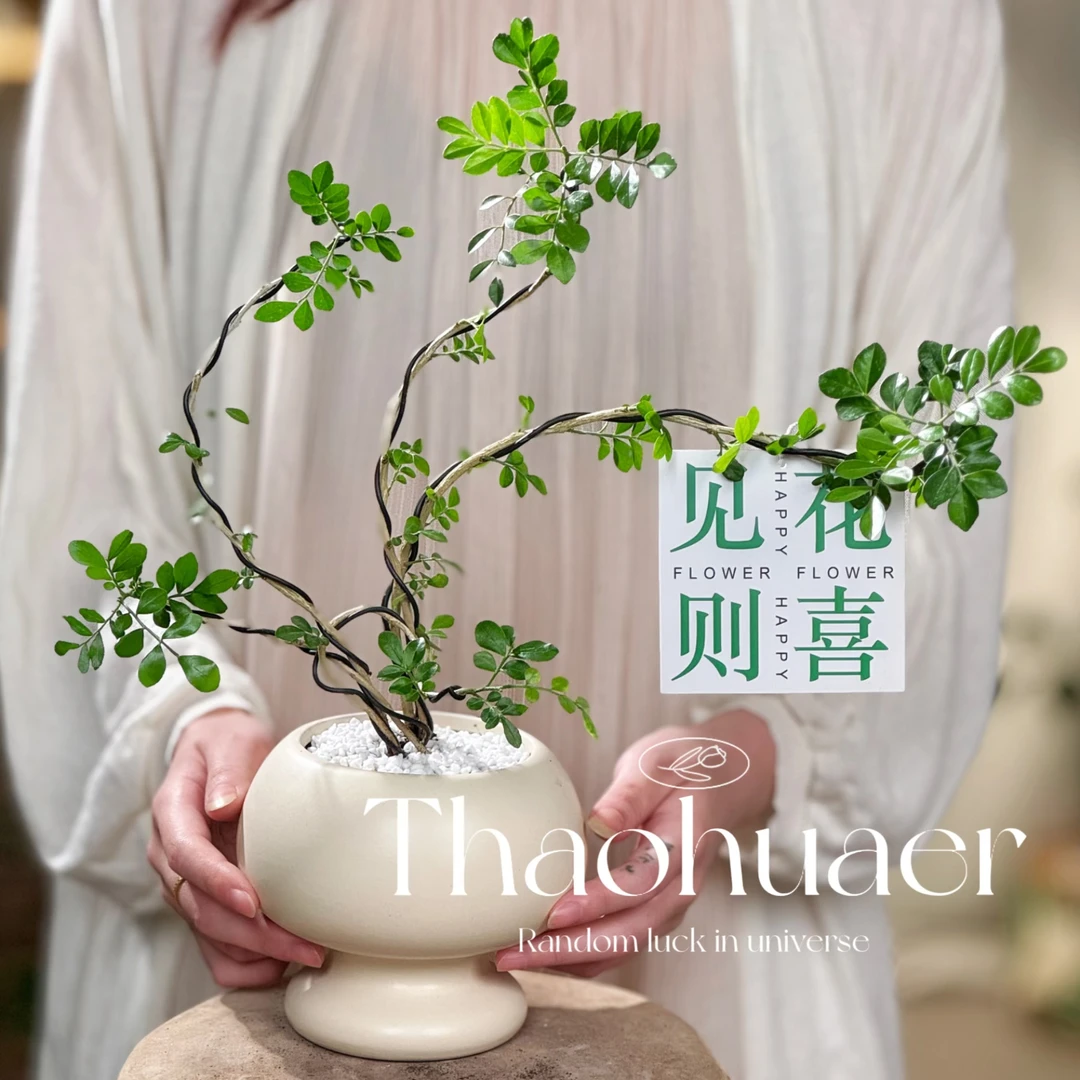 造型七里香盆栽室内阳台桌面办公室绿植花卉四季常青开花香