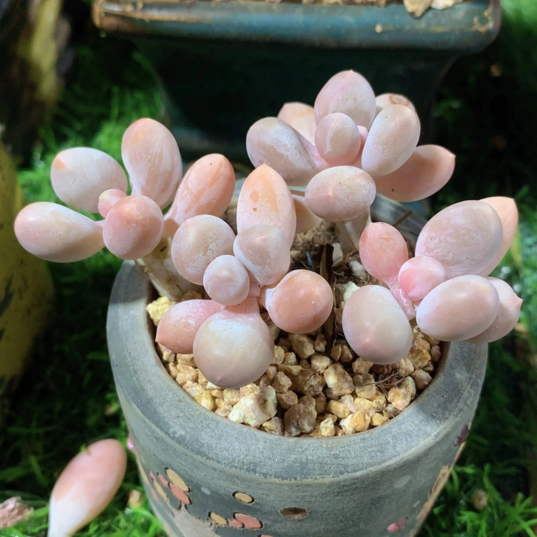 香水手指9 公分一物一拍