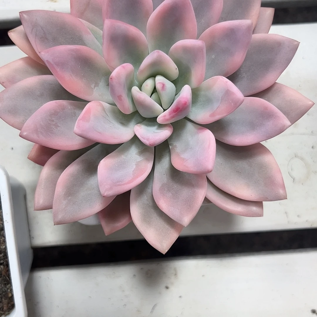 奥普锦多肉植物满38包邮