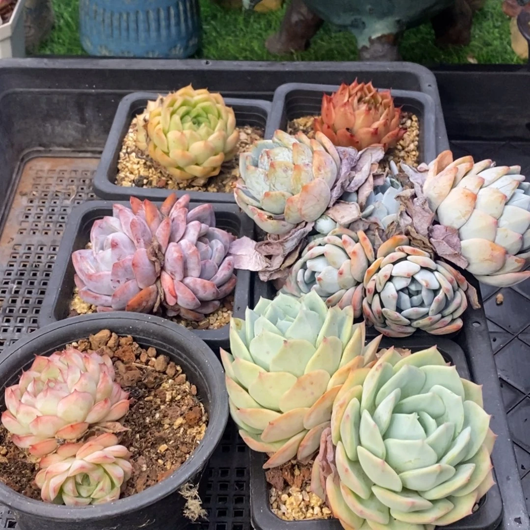 一筐六颗肉2一物一拍