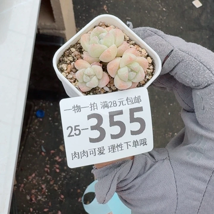 忘***季冰玉无盆土发货多