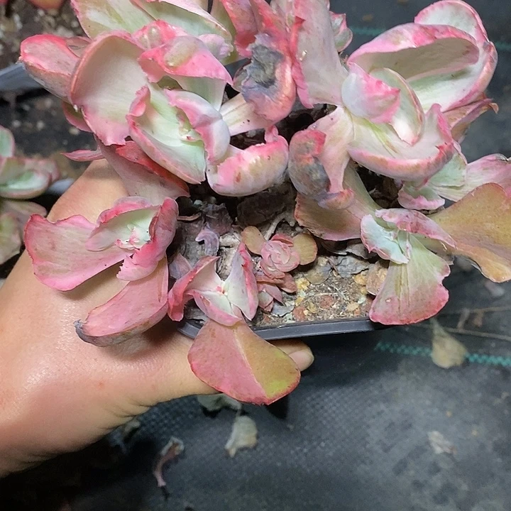 多肉植物保护研究所