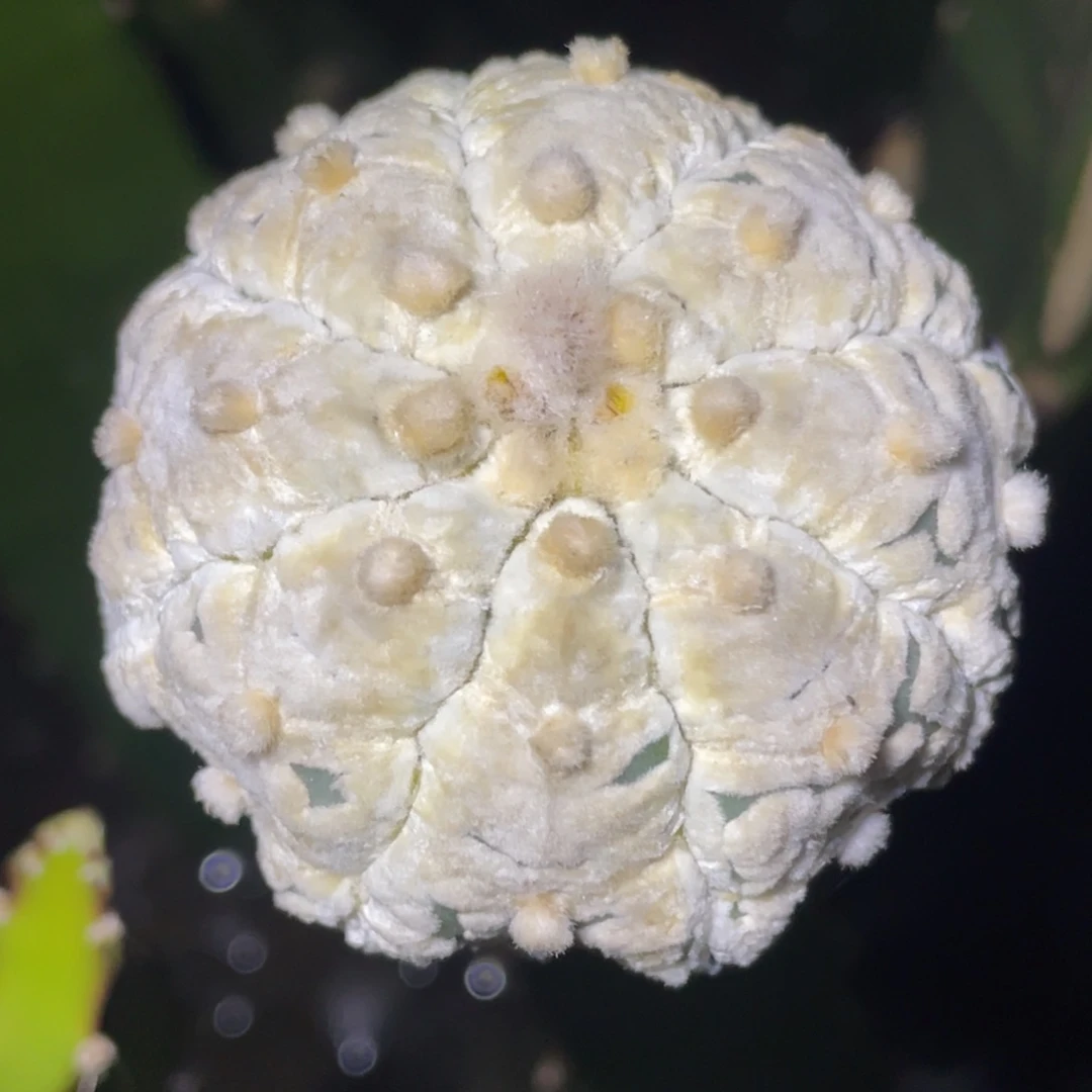 无花朵雪体浓白海星兜043