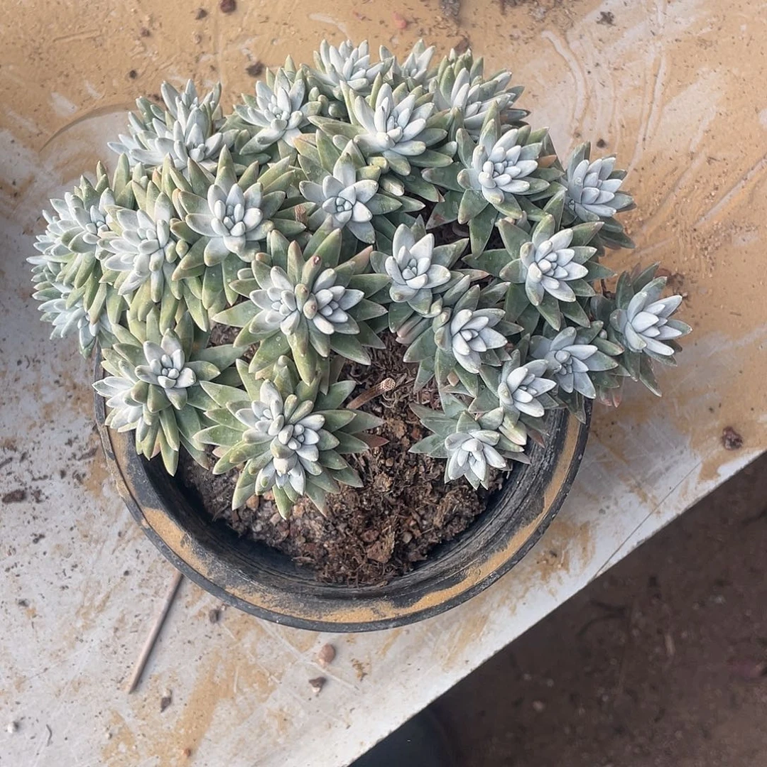 顷***钰白菊一物一拍160盆30头起发货