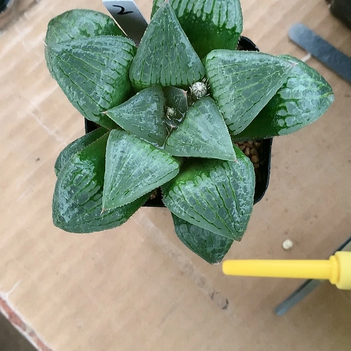 实生寿2号1号链接一物一拍