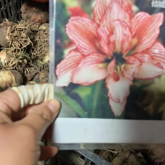当前无花栽培后可以开花倾城之恋6厘米裸根球