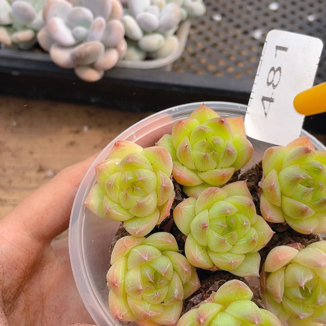 多肉植物多肉植物481